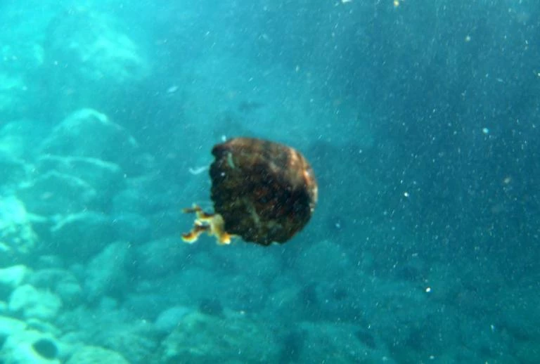 Μέδουσα δολοφόνος στη Μεσόγειο – Τρόμος στις παραλίες